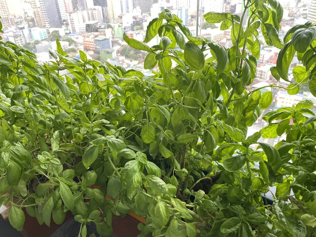 Dense basil growing in GIY hydroponic units on a high balcony above the Pasig river and the Manila skyline