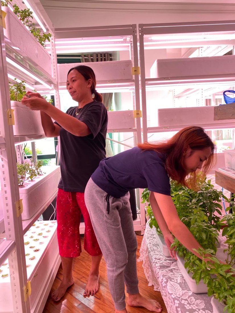 Two women tending plants on a multi-tier hydroponic rack under grow lights
