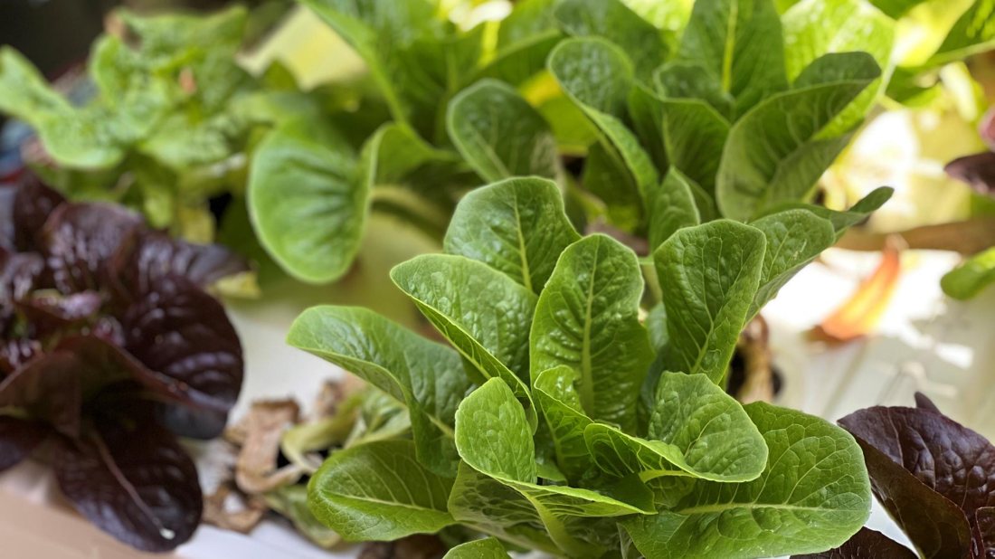 Close-up of green and red lettuce leaves