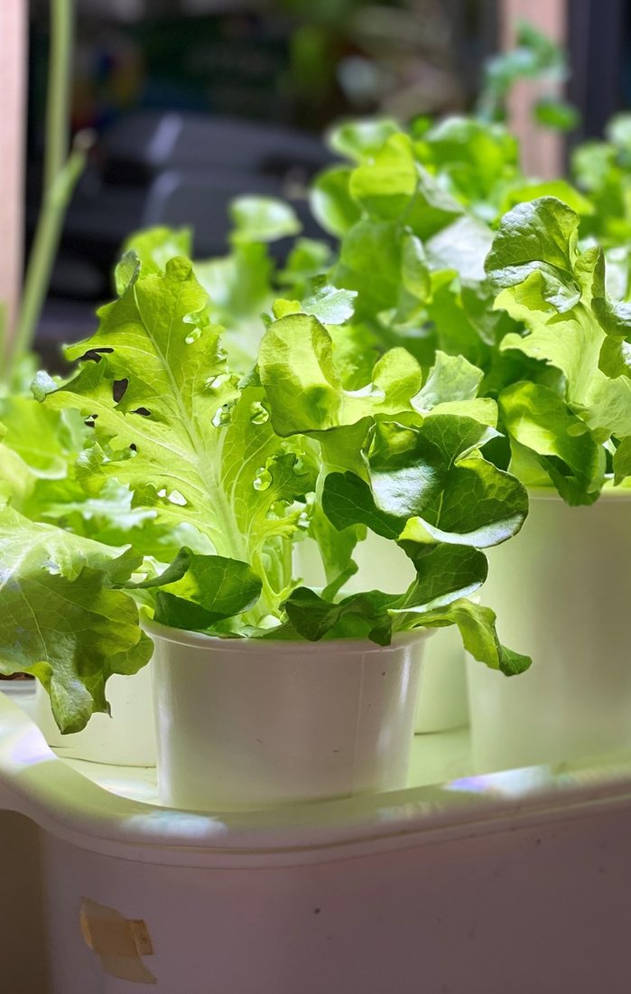 A lettuce plant growing under a grow light