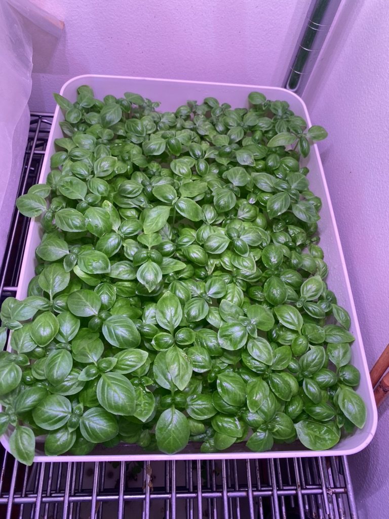 A dense tray of basil seedlings under pink LED light in the nursery