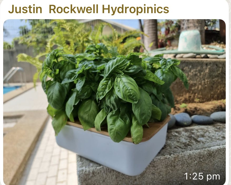 A dense basil plant grown by a workshop participant at home, photographed by their poolside